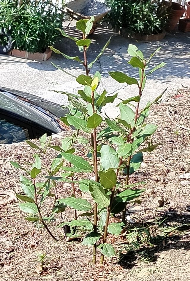 Pianta Laurus Nobilis su 3 rami con 7 getti h.75