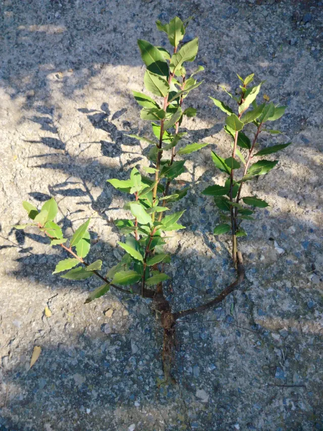 Pianta Laurus Nobilis su 3 rami con 7 getti h.75