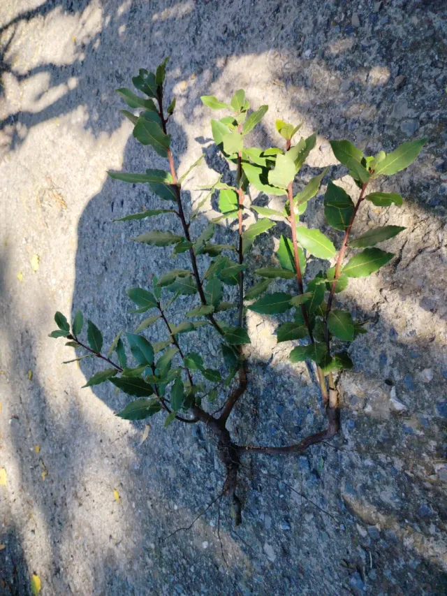 Pianta Laurus Nobilis su 3 rami con 7 getti h.75