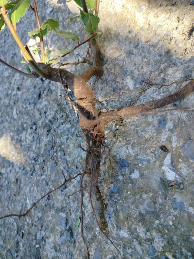 Pianta Laurus Nobilis su 3 rami con 7 getti h.75