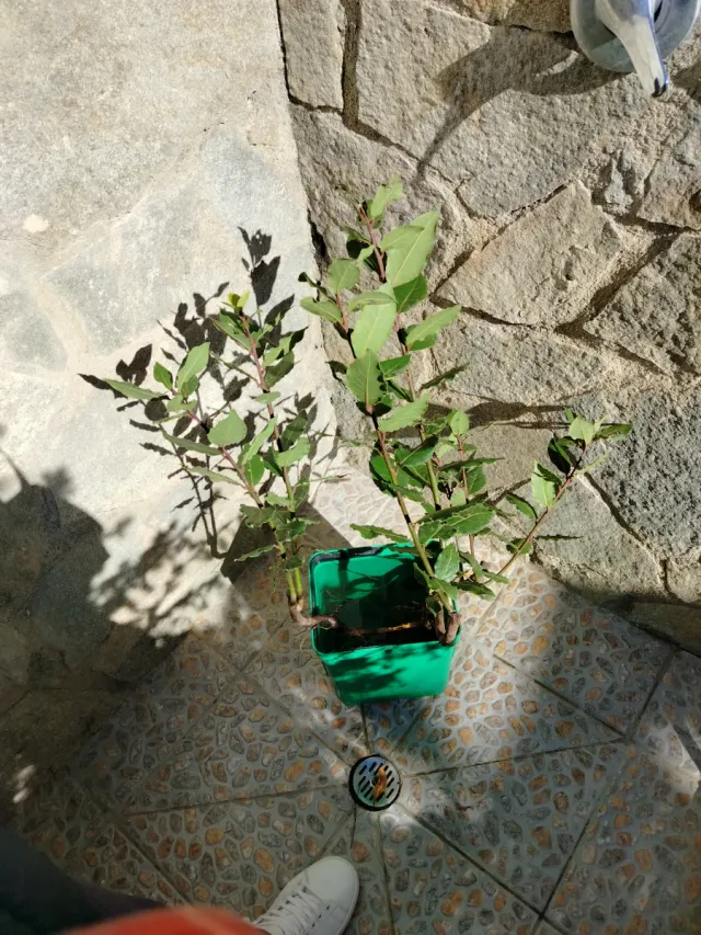 Pianta Laurus Nobilis su 3 rami con 7 getti h.75