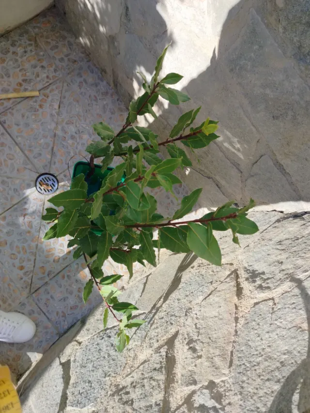 Pianta Laurus Nobilis su 3 rami con 7 getti h.75