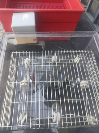 Incubadora de huevos