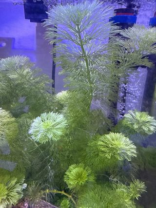 plantas Camboya