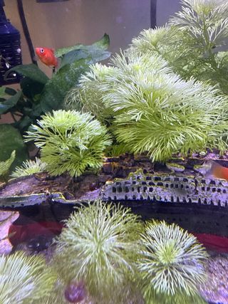 plantas Camboya