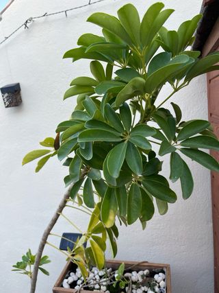 Schefflera Arboricola Planta