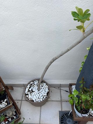 Schefflera Arboricola Planta