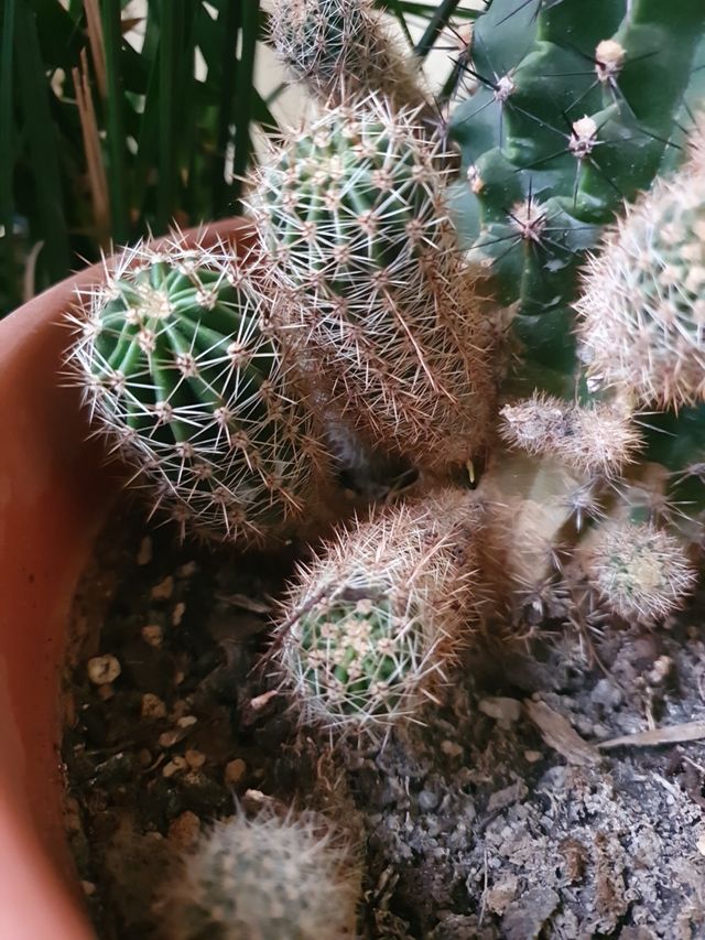 Cactus della suocera