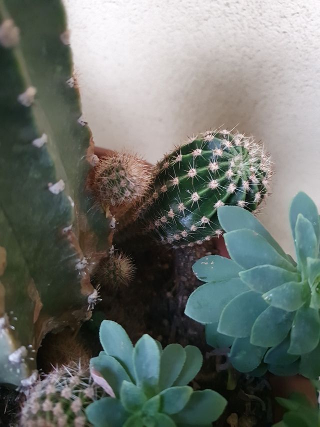 Cactus della suocera