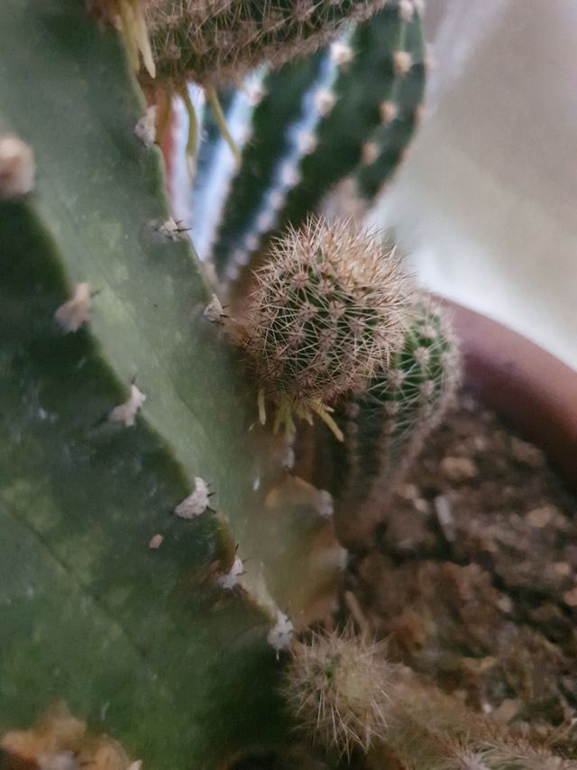 Cactus della suocera