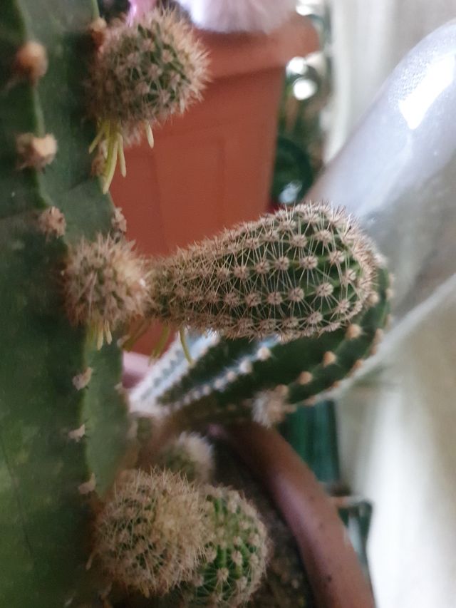 Cactus della suocera