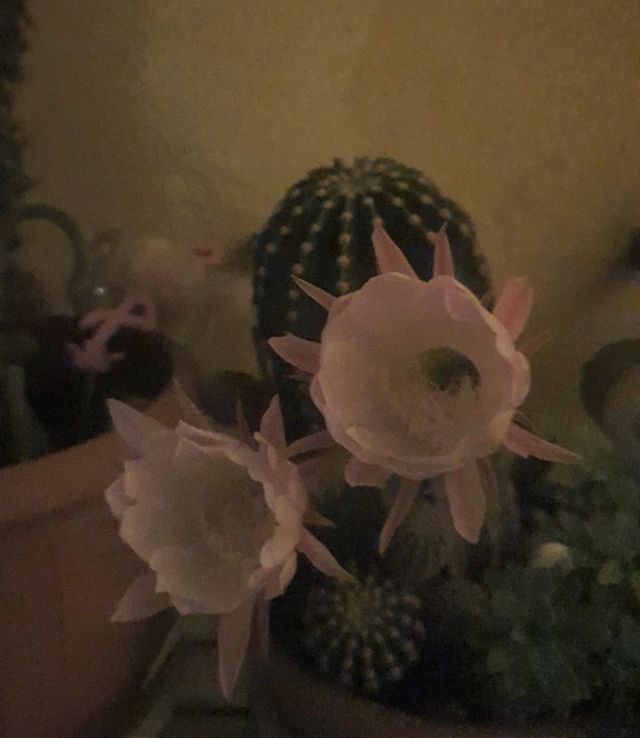 Cactus della suocera