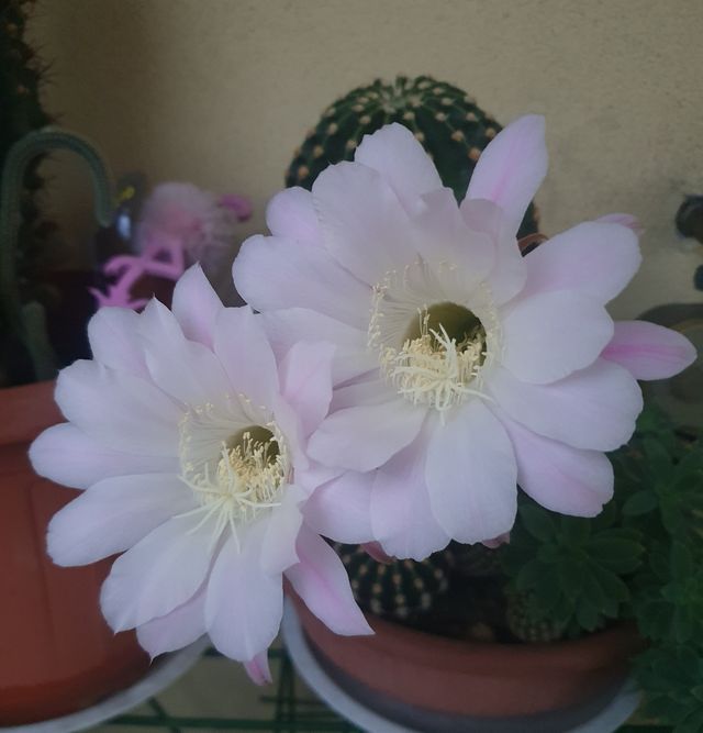 Cactus della suocera