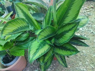 Calathea ornata planta