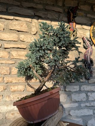 Pre bonsai Ginepro Squamata