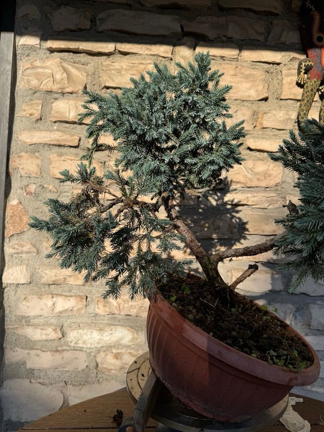 Pre bonsai Ginepro Squamata