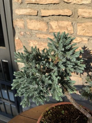 Pre bonsai Ginepro Squamata