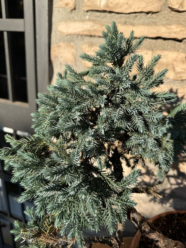 Pre bonsai Ginepro Squamata