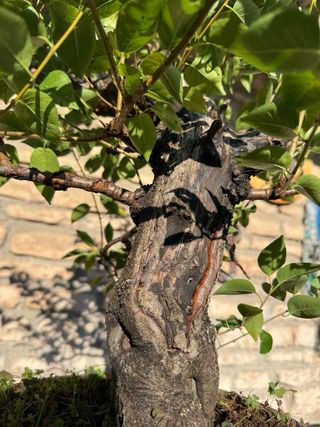 Pre Bonsai Prunus Mahaleb