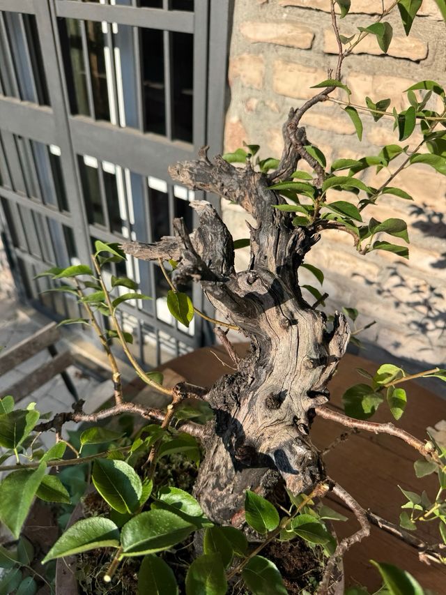 Pre Bonsai Prunus Mahaleb