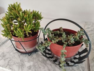 Plantas