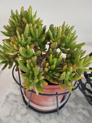 Plantas