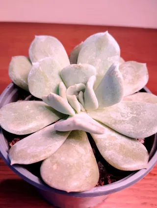 Planta.Echeveria Lilacina.
