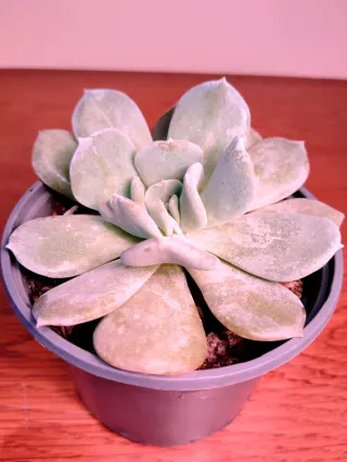 Planta.Echeveria Lilacina.