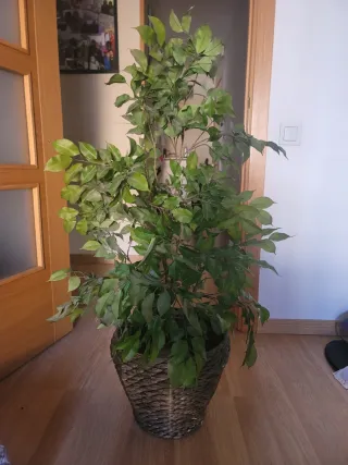 Planta artificial decorativa