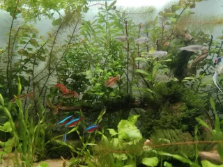 Poda Acuario 