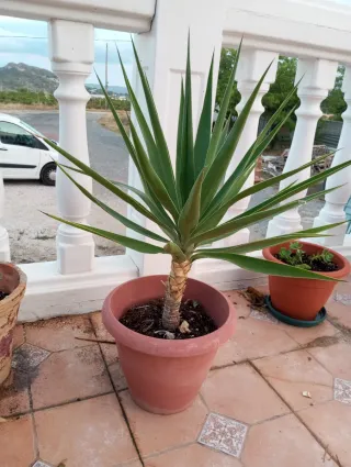 Planta Yucas