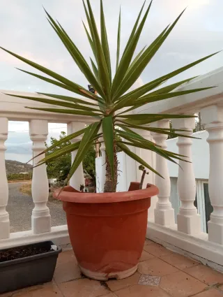 Planta Yucas