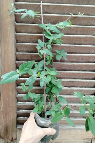 Lonicera Caprifolium