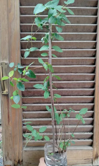 Lonicera Caprifolium