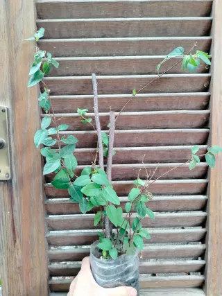 Lonicera Caprifolium