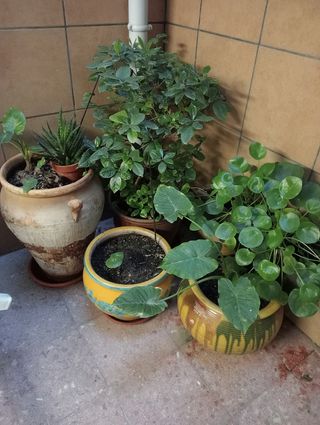 Plantas de interior variadas