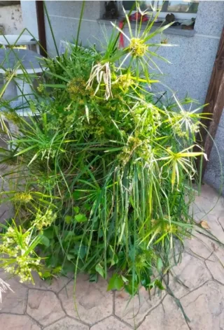Plantas para estanques