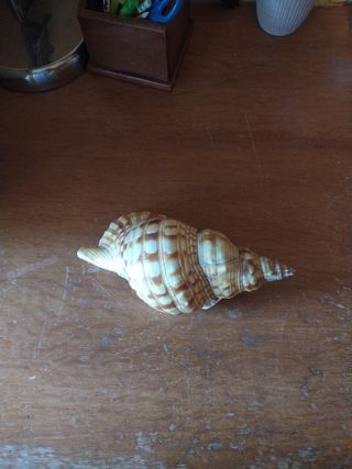 Caracola marina decorativa