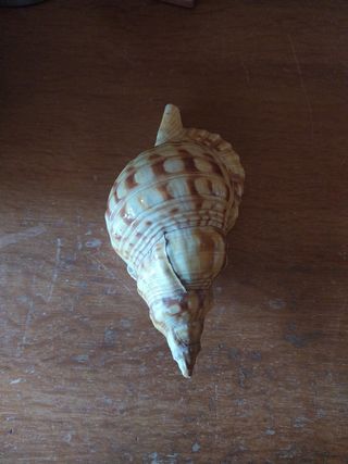 Caracola marina decorativa