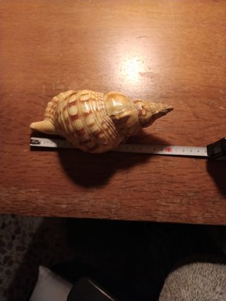 Caracola marina decorativa