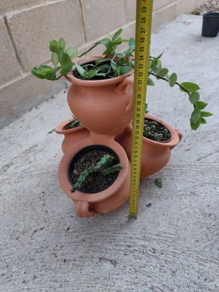 Maceta barro con plantas
