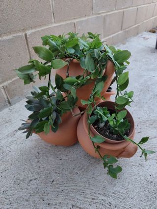 Maceta de barro con plantas