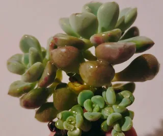 Echeveria Spotted Dear Bouquet 10 cm