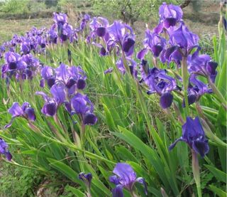 Planta de Iris (Lirio Salvaje)