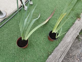 Planta de Iris (Lirio Salvaje)