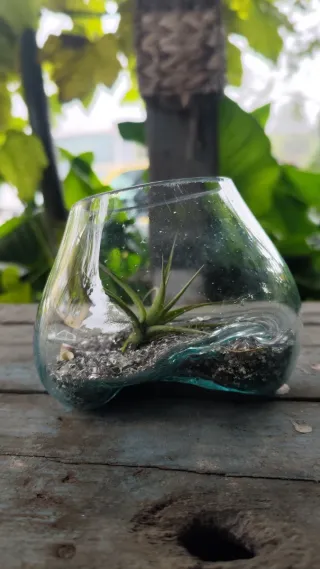 Terrario cristal con planta de aire