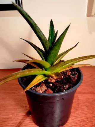 Planta. Aloe "Black Gem".
