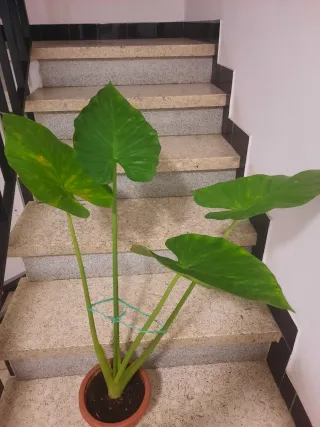 Planta preciosa Oreja de Elefante