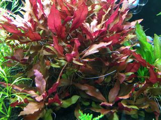 Alternanthera Cardinalis- Planta para acuarios 