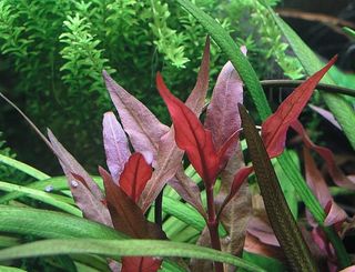 Alternanthera Cardinalis- Planta para acuarios 
